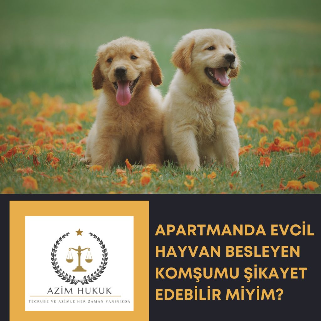 Apartmanda evcil hayvan besleyen komşumu şikayet edebilir miyim? - Azim HUKUK